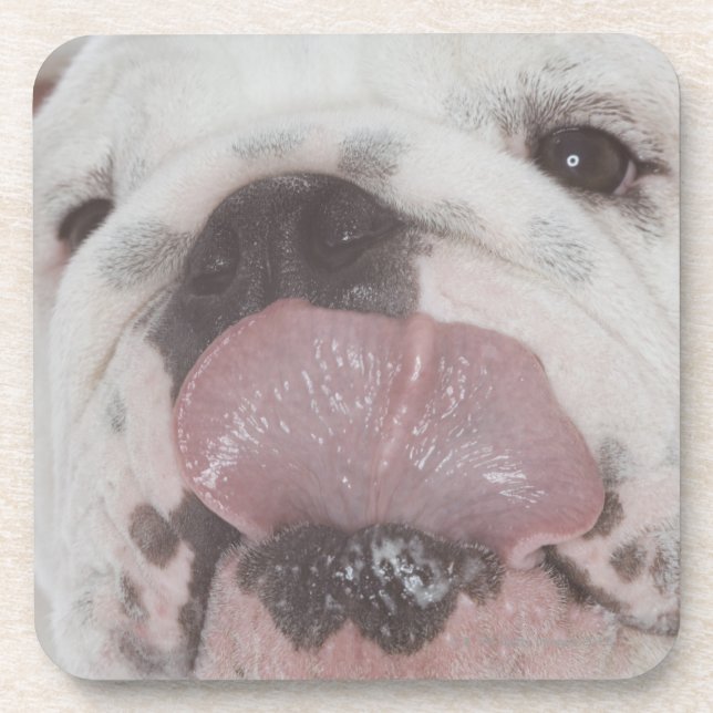 Bulldog 2 coaster (Front)