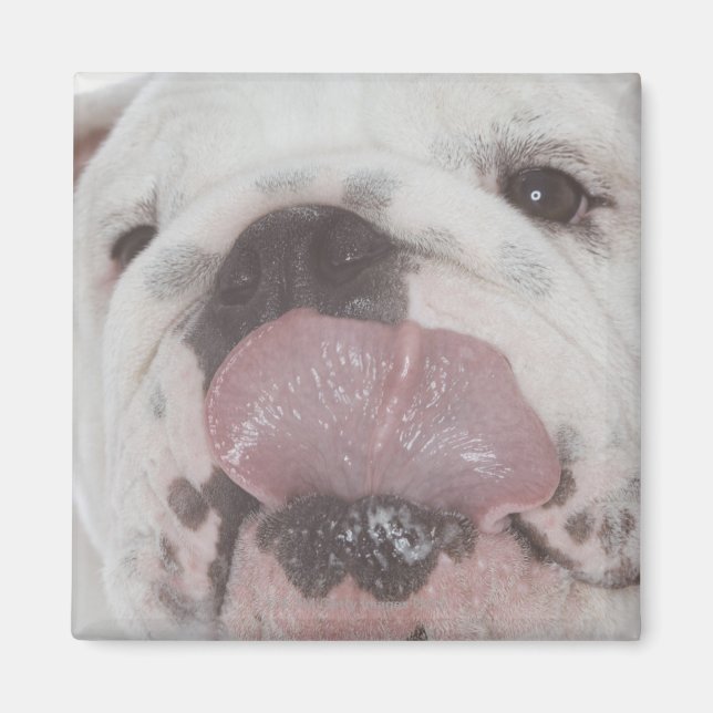 Bulldog 2 magnet (Front)