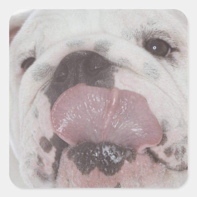 Bulldog 2 square sticker (Front)