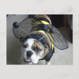 Bulldog Bee Postcard