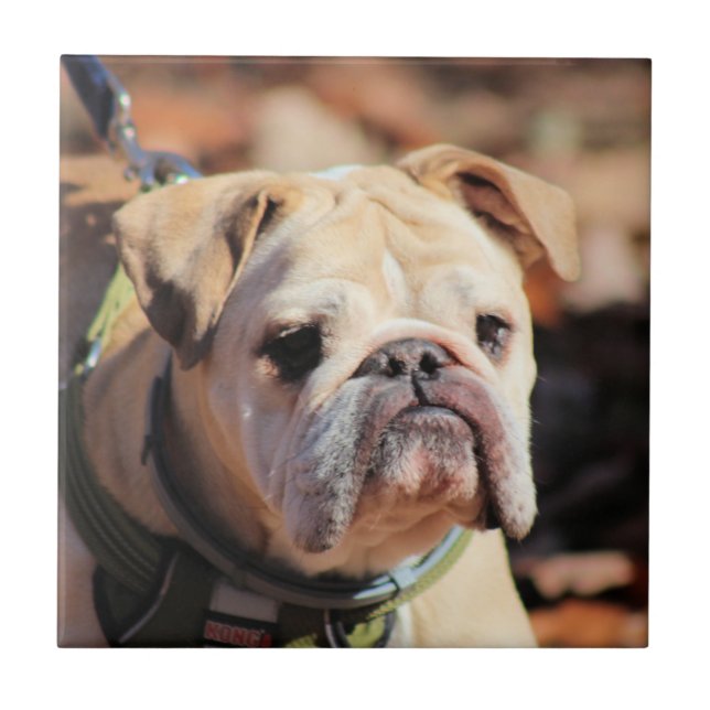 Bulldog Ceramic Tile (Front)