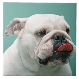 Bulldog Ceramic Tile