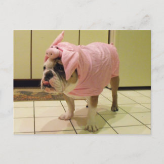 bulldog costume postcard