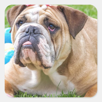 Bulldog Cute Easter Animal Dog Hundeportrait Pet Square Sticker