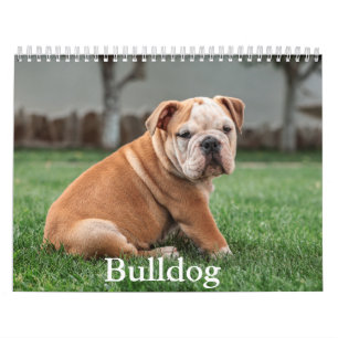 Bulldog Dog Calendar