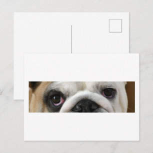Bulldog Eyes Postcard
