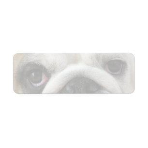 Bulldog Eyes Return Address Label