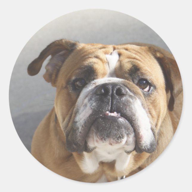 Bulldog Face - English Bulldog, Brown Classic Round Sticker (Front)