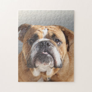 Bulldog Face - English Bulldog, Brown Jigsaw Puzzle