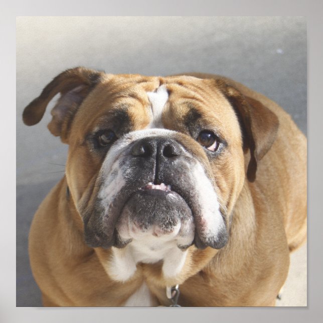 Bulldog Face - English Bulldog, Brown Poster (Front)