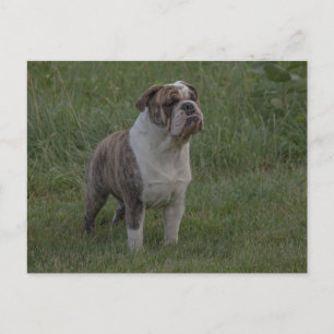 Bulldog Fawn Brindle and White Standing In Grass Postcard