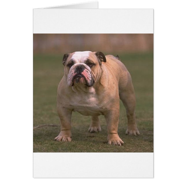 bulldog full 2.png (Front)