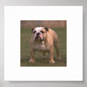 bulldog full 2.png poster