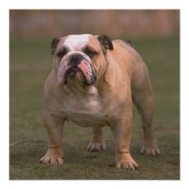 bulldog full 2 poster (Front)