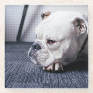 bulldog glass coaster