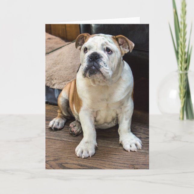 Bulldog greeting card (Front)