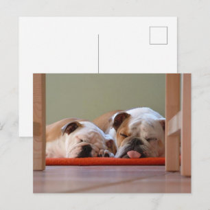 Bulldog Group Sleeping Postcard