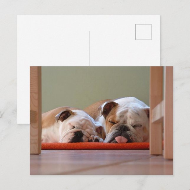 Bulldog Group Sleeping Postcard (Front/Back)