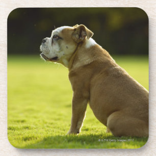 Bulldog in field coaster
