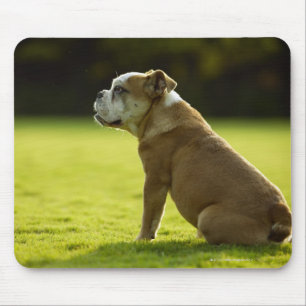 Bulldog in field mouse pad