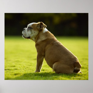 Bulldog in field poster