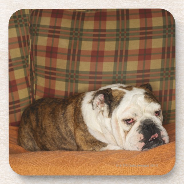 bulldog lying on a sofa coaster (Front)