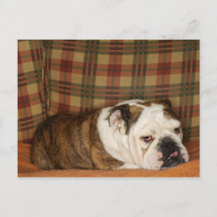 bulldog lying on a sofa postcard