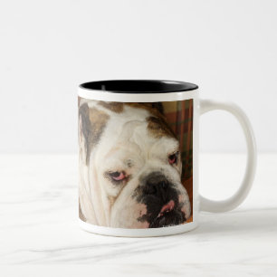 bulldog lying on a sofa Two-Tone coffee mug