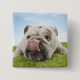 Bulldog Lying on Grass Licking Lips 15 Cm Square Badge