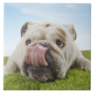 Bulldog Lying on Grass Licking Lips Ceramic Tile