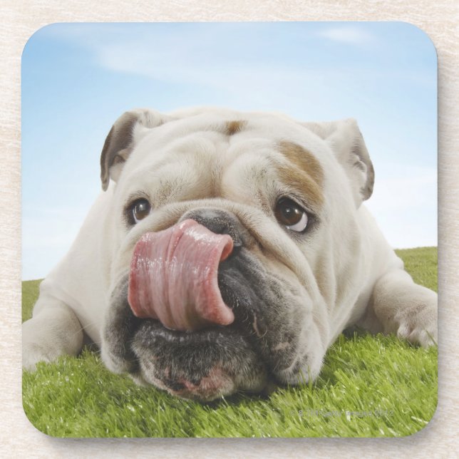 Bulldog Lying on Grass Licking Lips Coaster (Front)