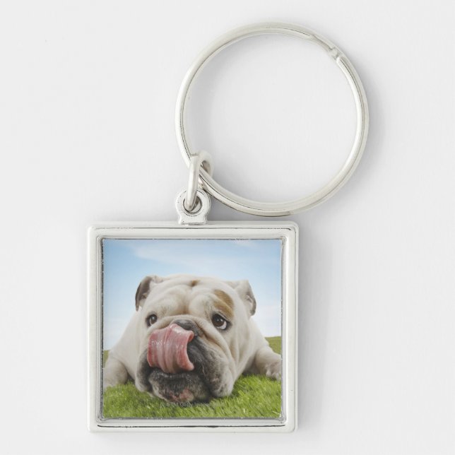 Bulldog Lying on Grass Licking Lips Key Ring (Front)