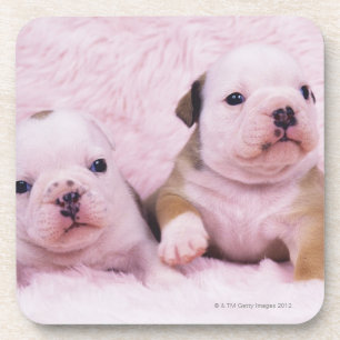Bulldog; often called the English Bulldog. Is a Coaster
