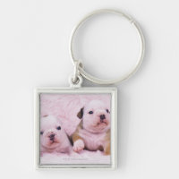 Bulldog; often called the English Bulldog. Is a
