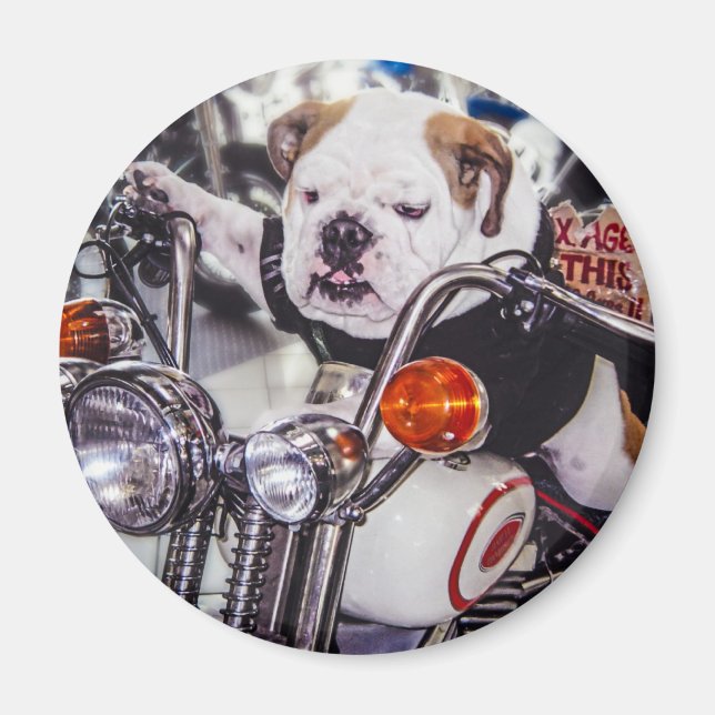 Bulldog on Motorcycle Magnet (Front)