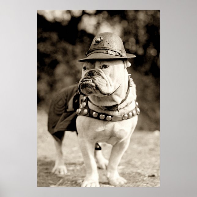 Bulldog on patrol wearing hat and cape poster (Front)