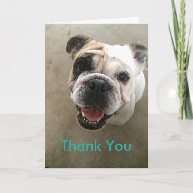 Bulldog pet sitter thank you card (Front)