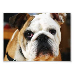 Bulldog Photo Print