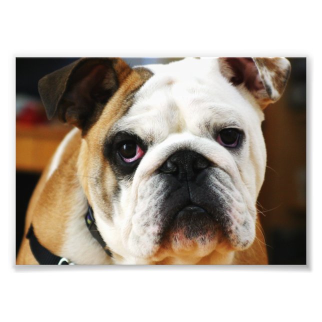 Bulldog Photo Print (Front)
