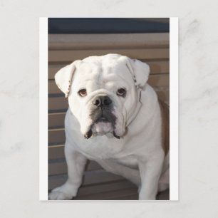 Bulldog Postcard