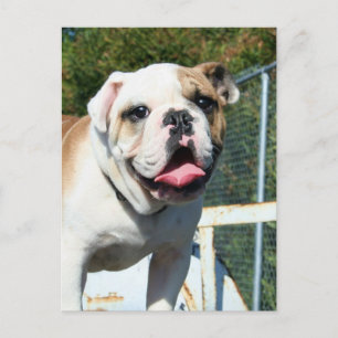Bulldog postcard