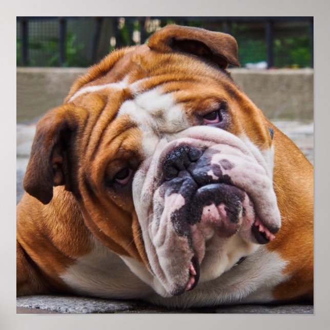 Bulldog Poster (Front)