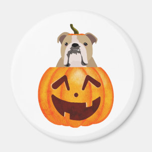 Bulldog Pumpkin    Magnet