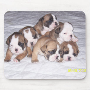 bulldog puppies mouse pad