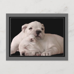 Bulldog Puppies postcard