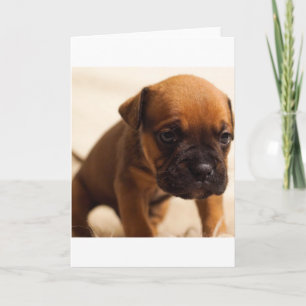 bulldog puppy card