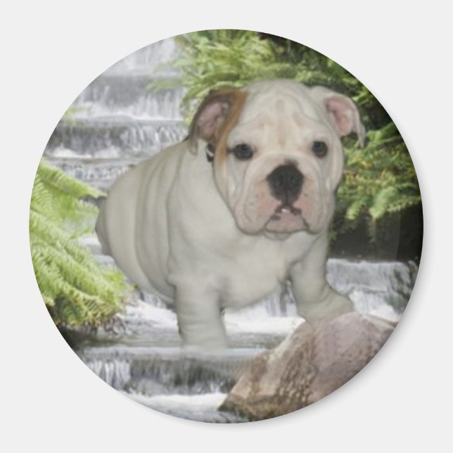 Bulldog Puppy Magnet Waterfall (Front)