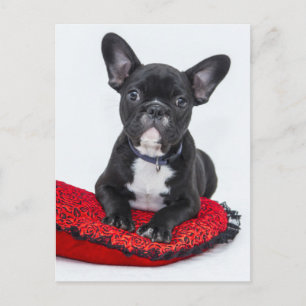 Bulldog Puppy Postcard