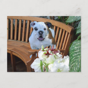 Bulldog puppy postcard