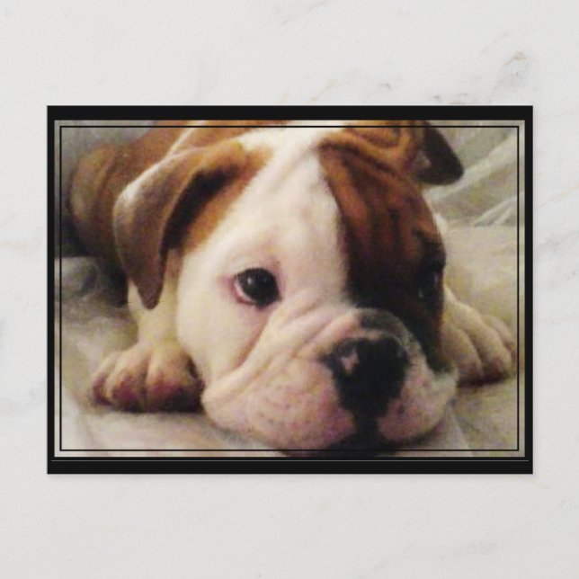 Bulldog puppy postcard (Front)